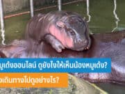 ดูหมูเด้งออนไลน์