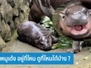 น้องหมูเด้ง อยู่ที่ไหน