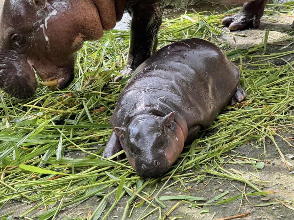 น้องหมูเด้ง อยู่ที่ไหน