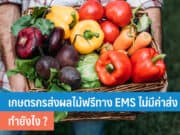 เกษตรกรส่งผลไม้ฟรีทาง EMS